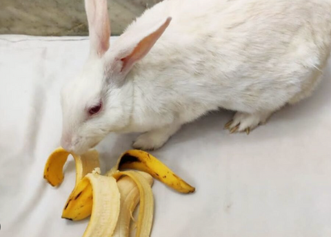 Can Rabbits Eat Bananas?