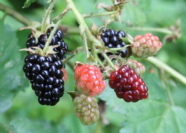 Can Rabbits Eat Blackberries?