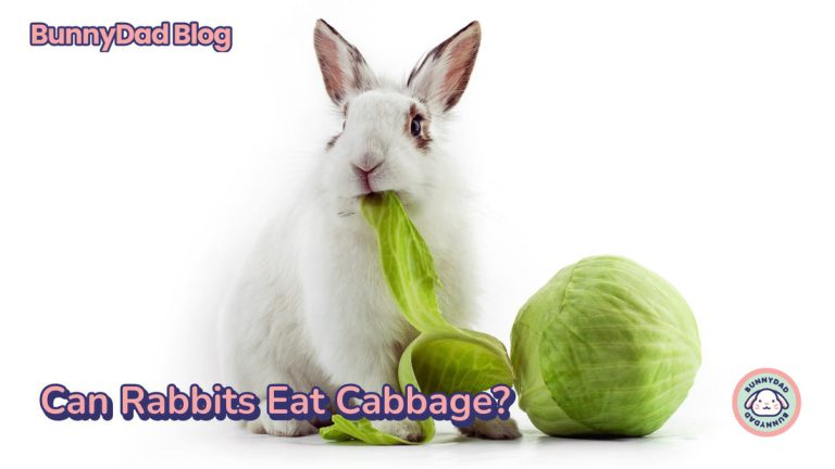 Can Rabbits Eat Cabbage?