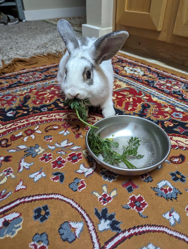 Can Rabbits Eat Carrot Tops