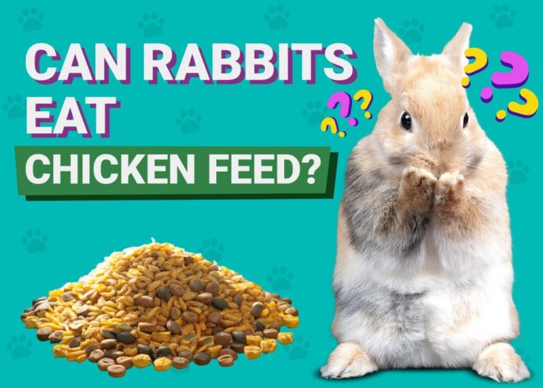 can-rabbits-eat-chicken-feed