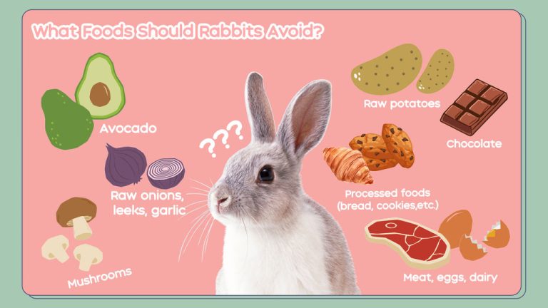 Can Rabbits Eat Eggs?
