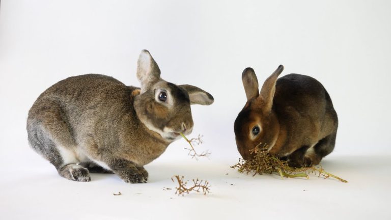 Can Rabbits Eat Grape Stems?