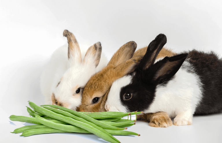 Can Rabbits Eat Green Beans?