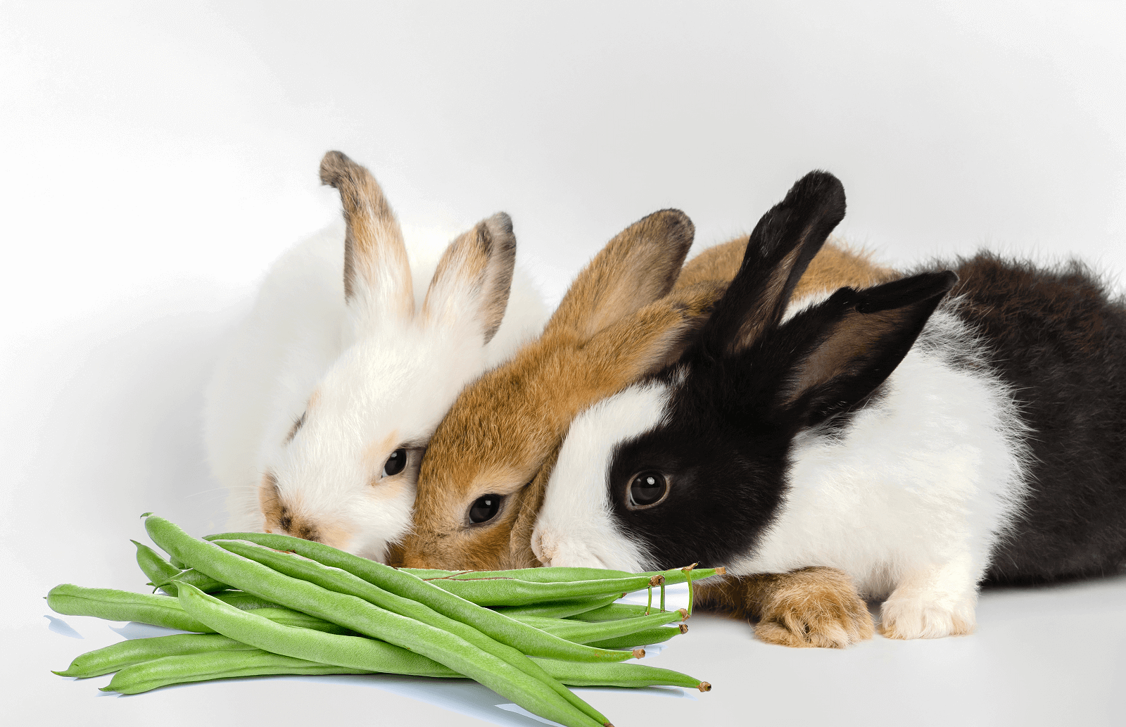 Can Rabbits Eat Green Beans?