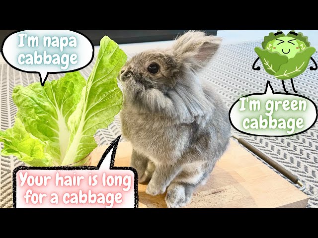 Can Rabbits Eat Napa Cabbage?