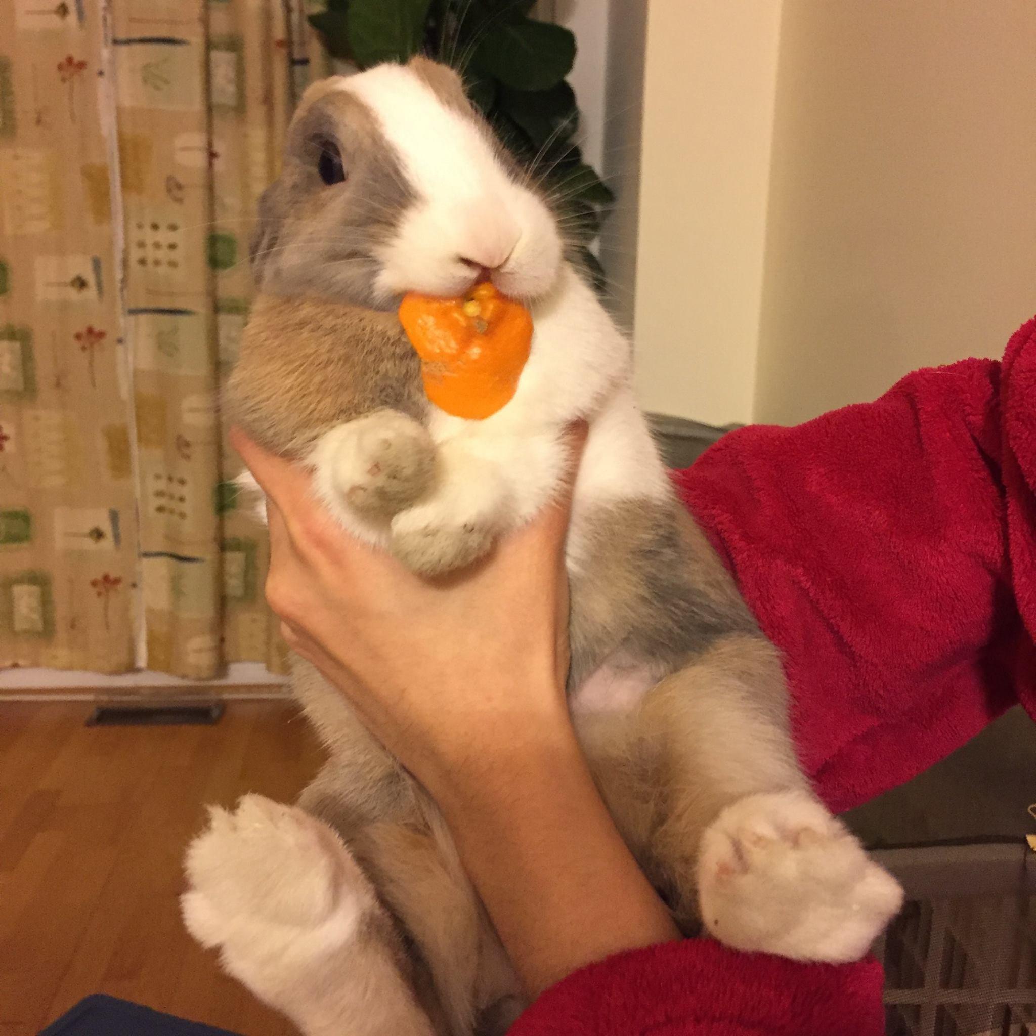 Can Rabbits Eat Oranges?