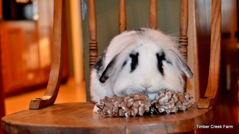 Can Rabbits Eat Pine Cones?