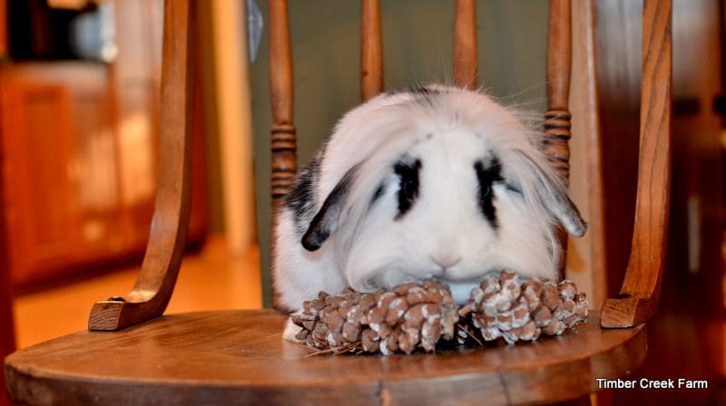 Can Rabbits Eat Pine Cones?