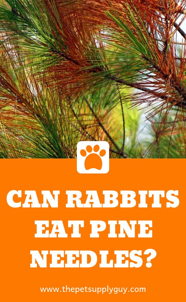 Can Rabbits Eat Pine Needles?