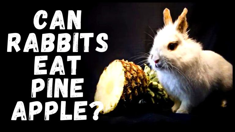 Can Rabbits Eat Pineapple?