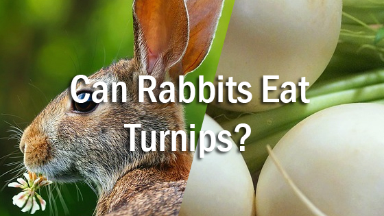 Can Rabbits Eat Turnips?