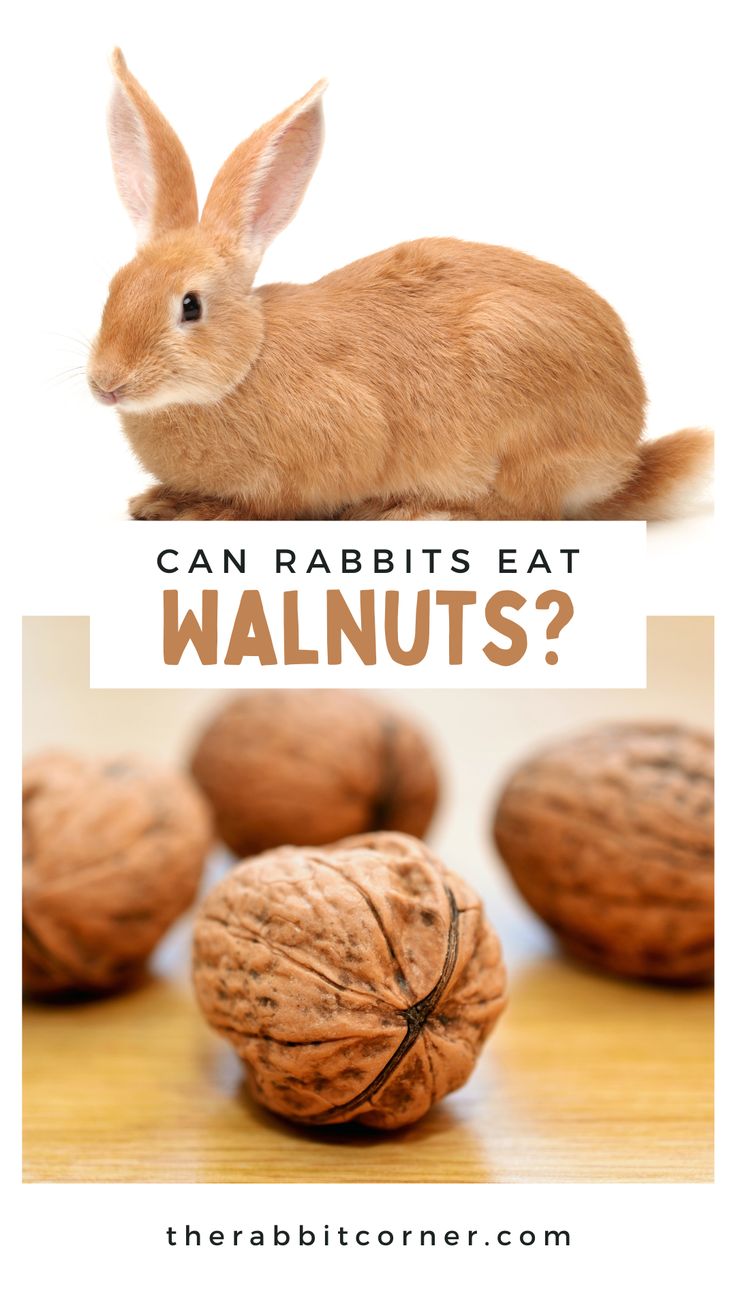 Can Rabbits Eat Walnuts?