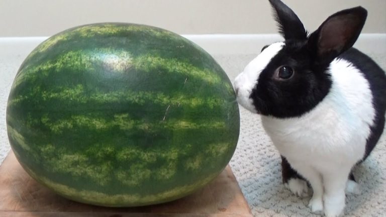 Can Rabbits Eat Watermelon?