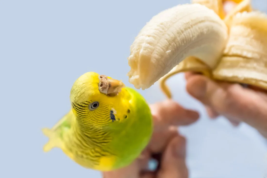 A yellow budgie eating a banana held by a human hand.
