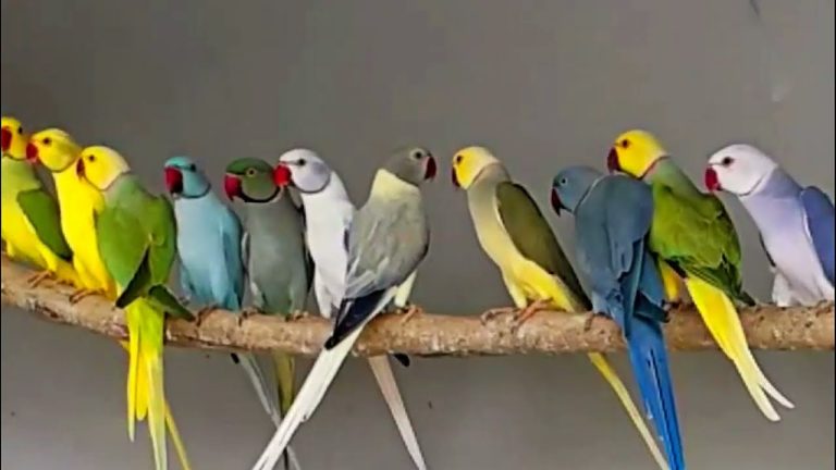 Colors of Indian Ringneck Parrots