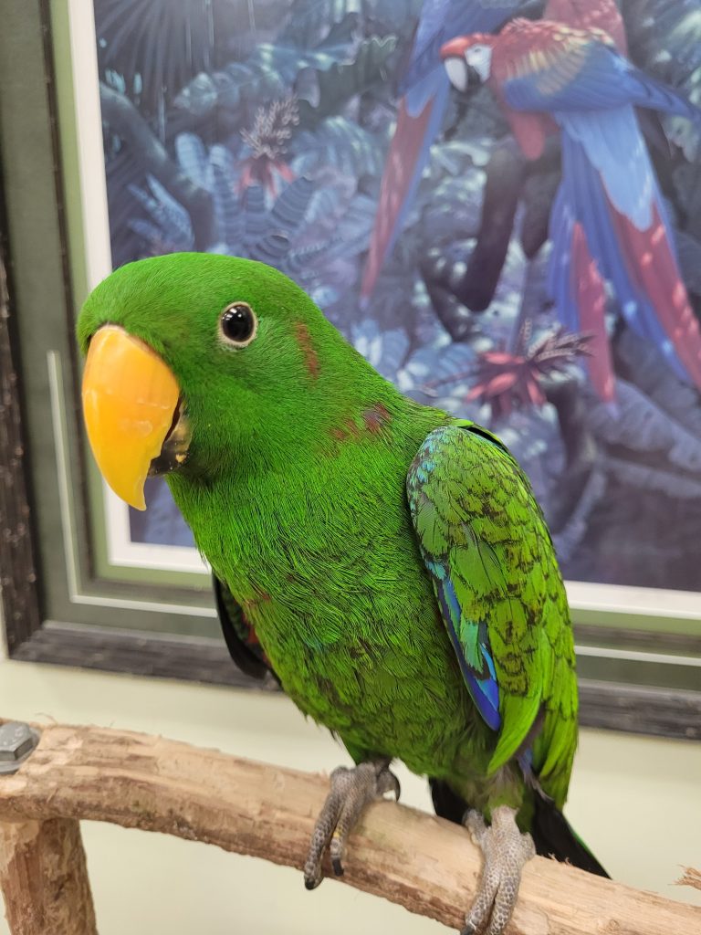 Cost of Eclectus Parrot