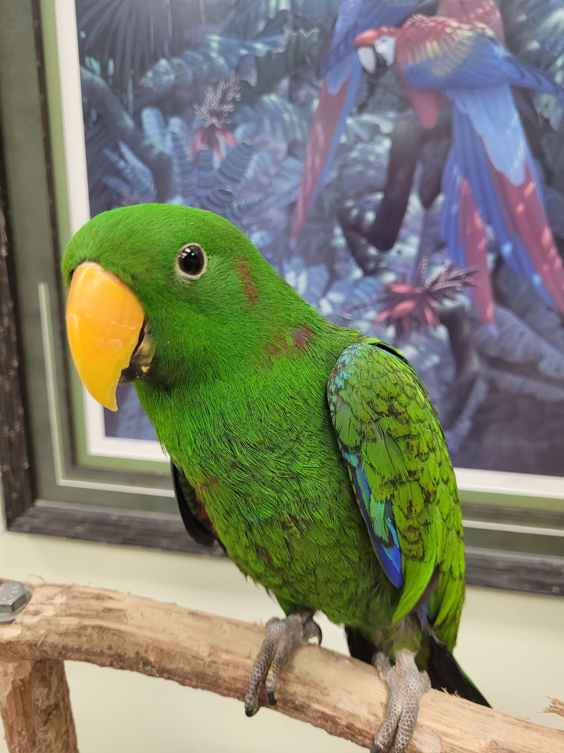 Cost of Eclectus Parrot