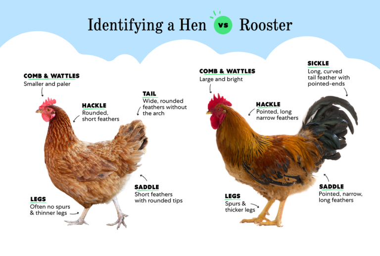 Difference between Chicken, Hen, And Rooster