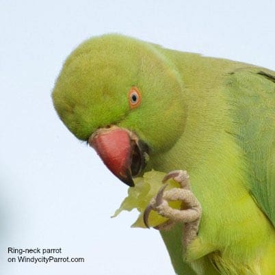 A green ringneck parrot eating a grape.