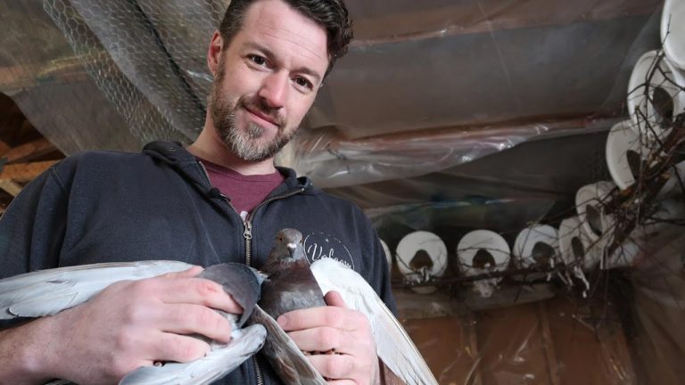 Do People Eat Pigeons?