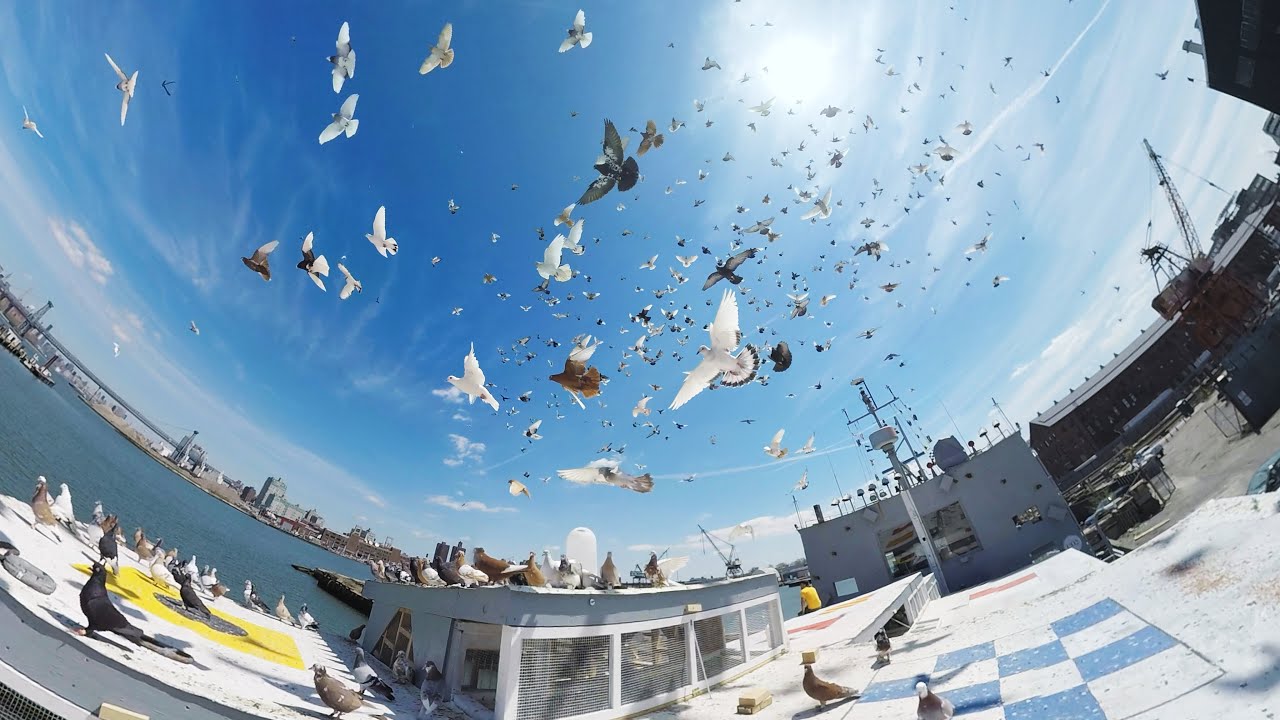 Do Pigeons Have 360 Vision?