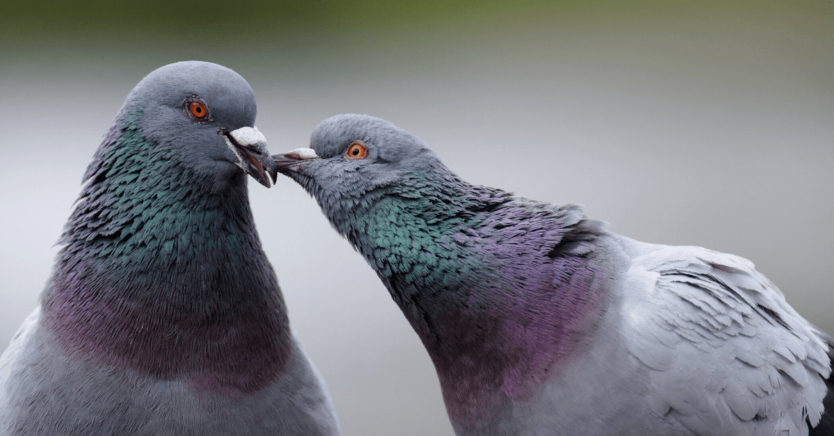 Do Pigeons Mate for Life?
