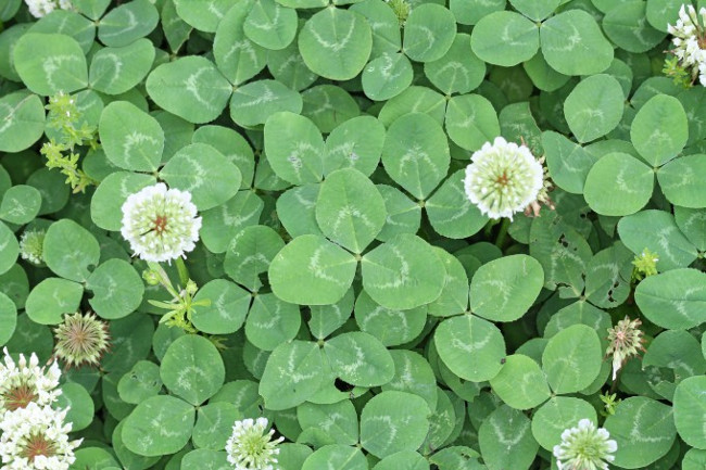 Do Rabbits Eat Clover