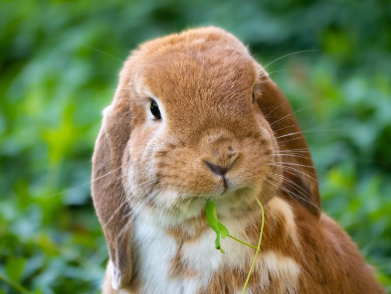 Do Rabbits Eat Grasshoppers?