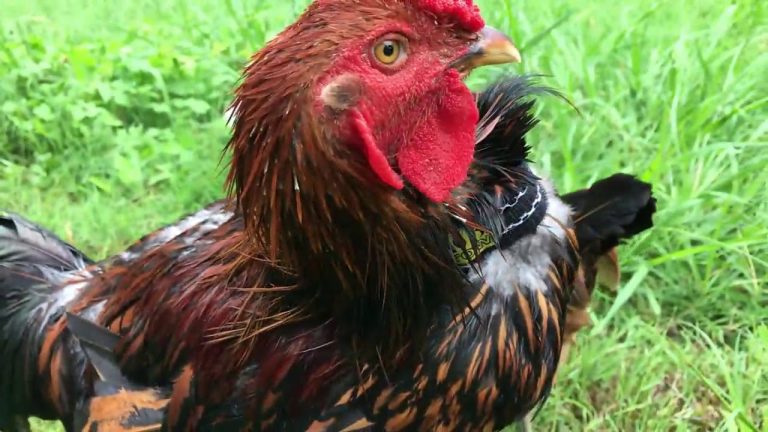 Do Rooster Collars Work?