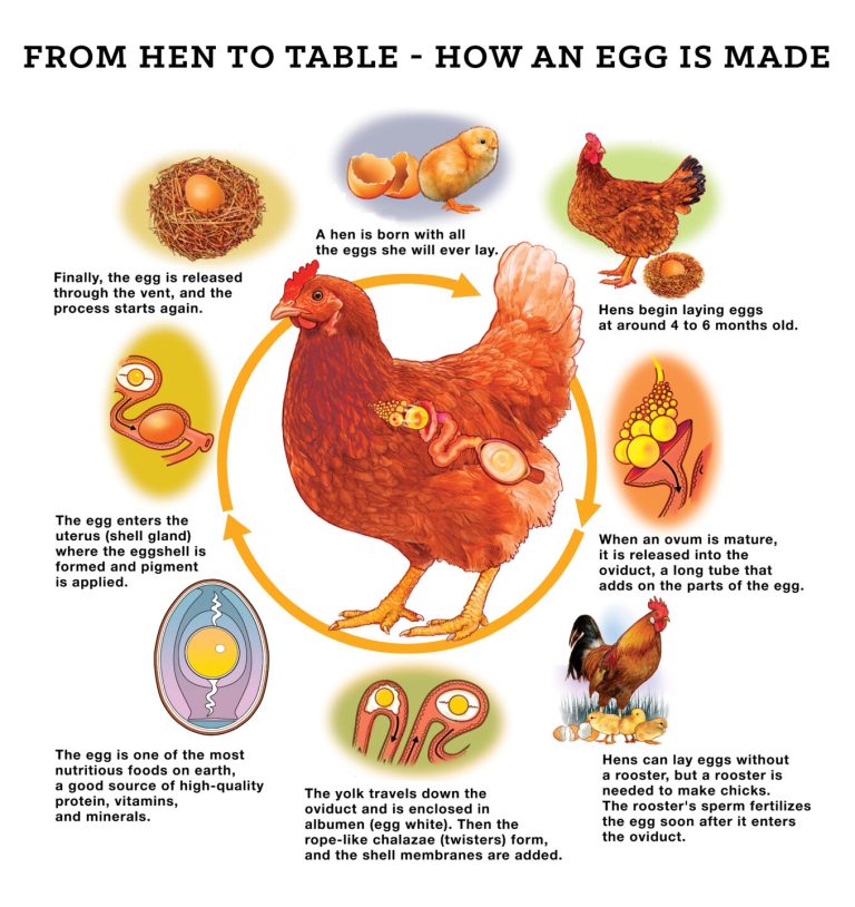 Do You Need a Rooster for Hens to Lay Eggs