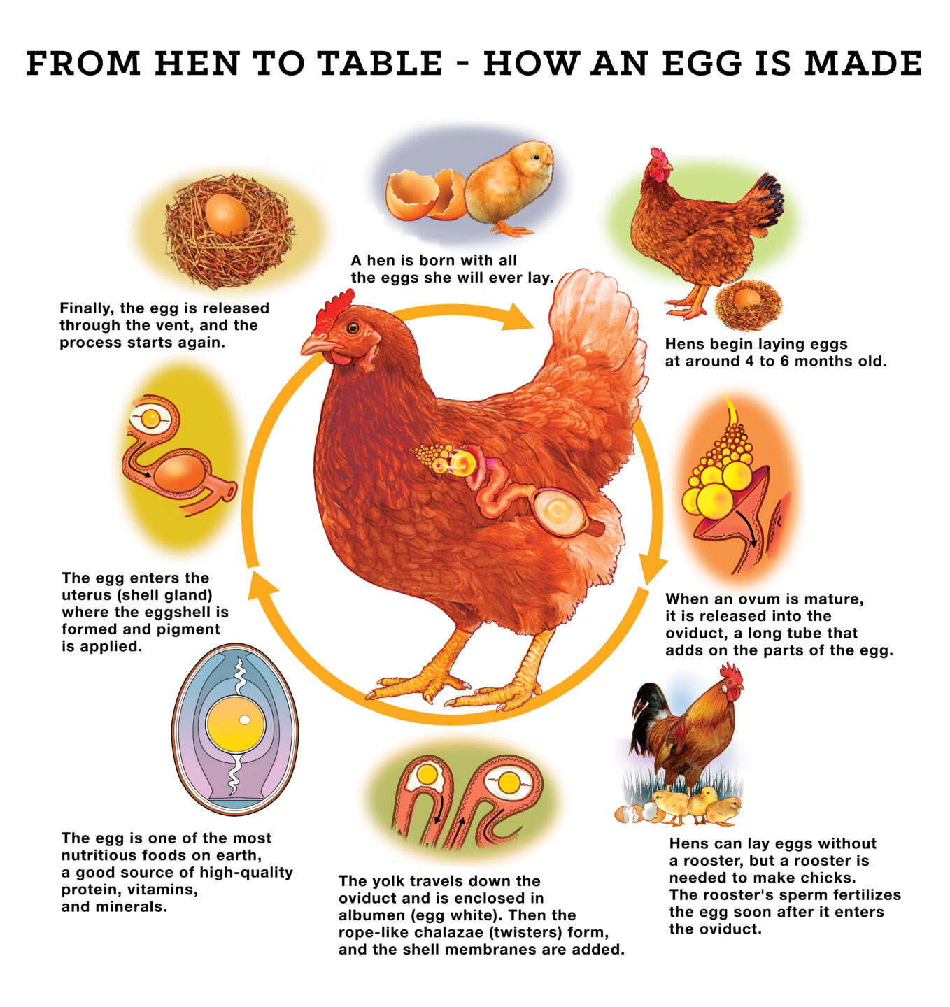 Do You Need a Rooster for Hens to Lay Eggs