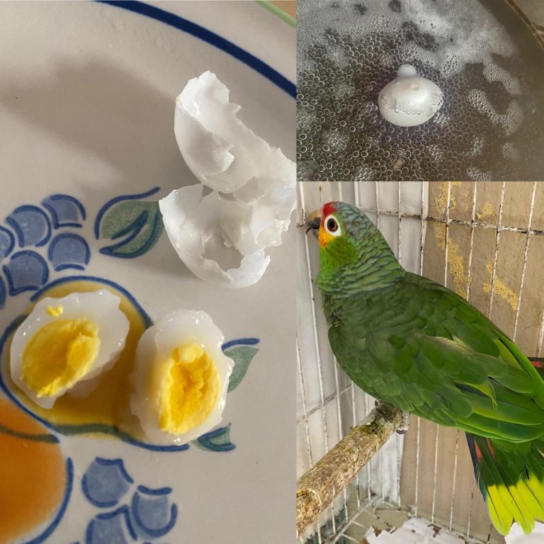 Does a Parrot Lay Eggs?