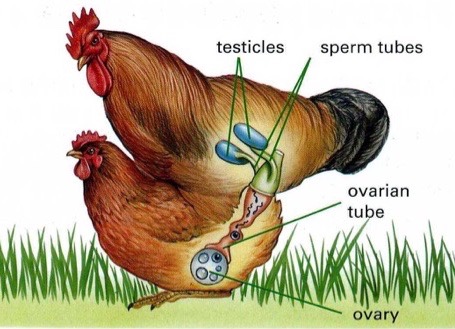 A diagram illustrating the reproductive organs of a rooster and hen.