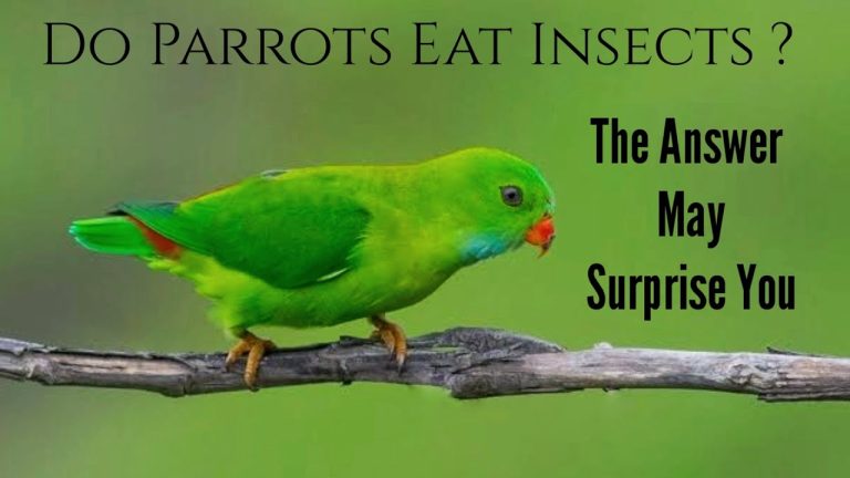 Does Parrot Eat Insects?