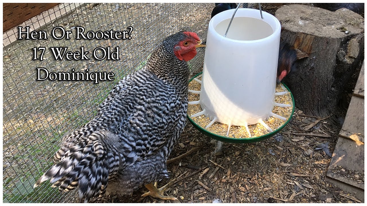 Dominique Hen Vs Rooster