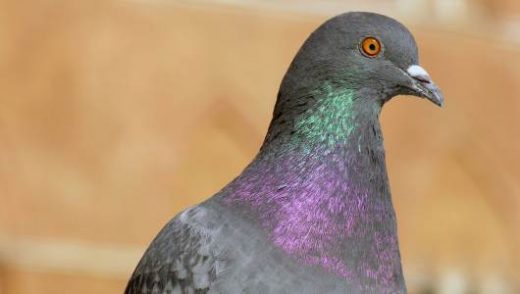 Facts About a Pigeon