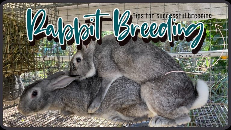 How Can You Tell If Rabbit Mating is Successful?