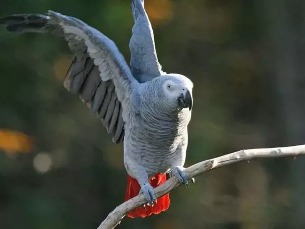 How Long Can a Parrot Go Without Food?