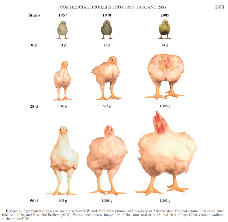 A visual comparison of chicken sizes from 1957, 1978, and 2005.