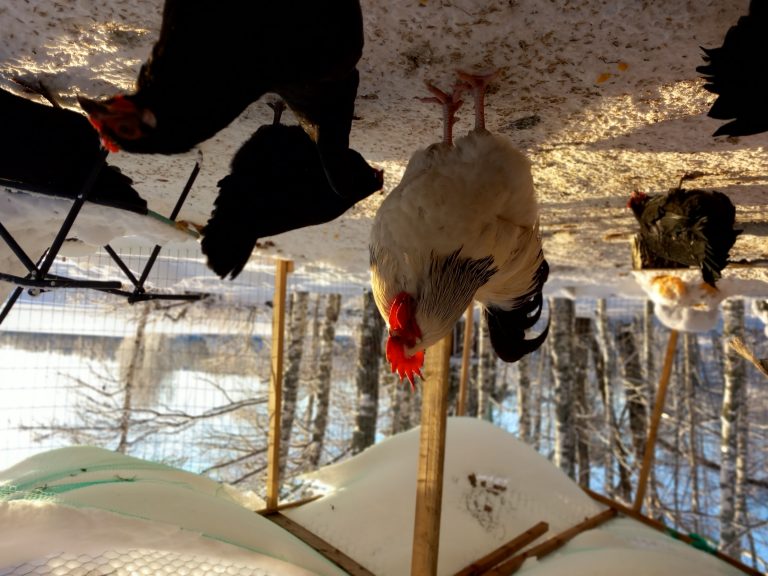 How Long Does Rooster Sperm Stay in Hen?