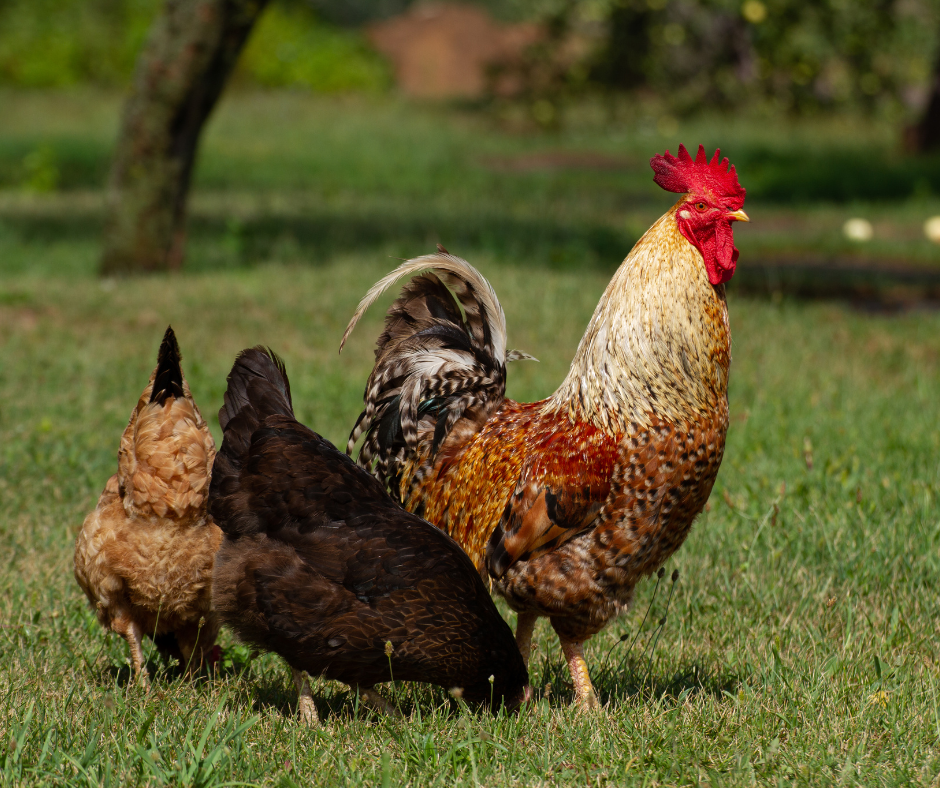 A rooster standing proudly next to two hens in a grassy backyard.