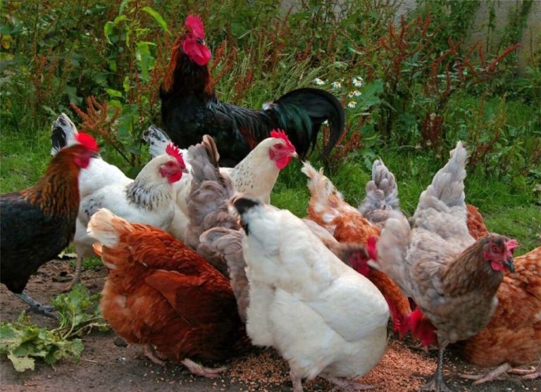 A group of chickens, including a rooster, eating from a feeder in a garden.