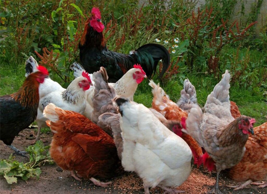 A group of chickens, including a rooster, eating from a feeder in a garden.