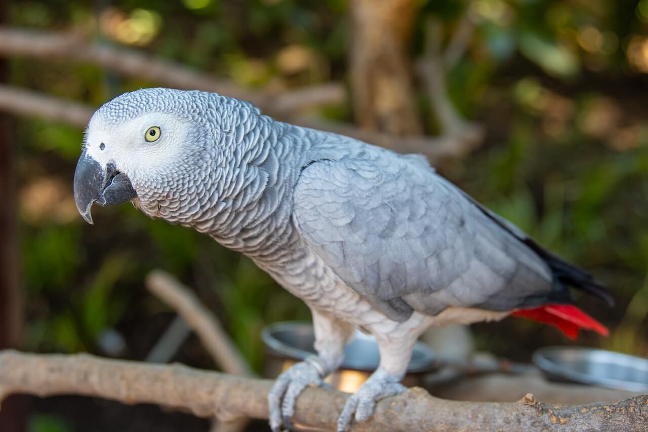 How Many Words Can a Parrot Learn?