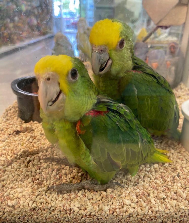 How Much are Amazon Parrots?