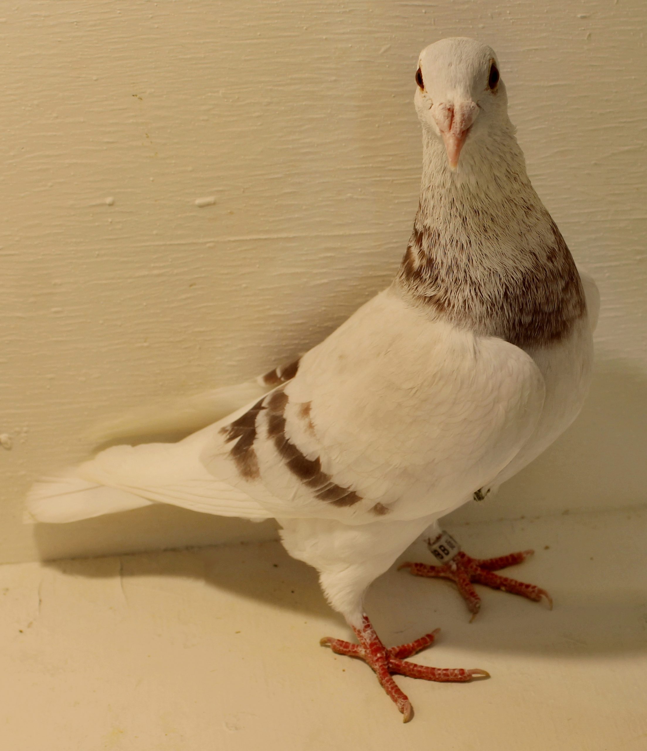 How Much Does a Pigeon Cost?