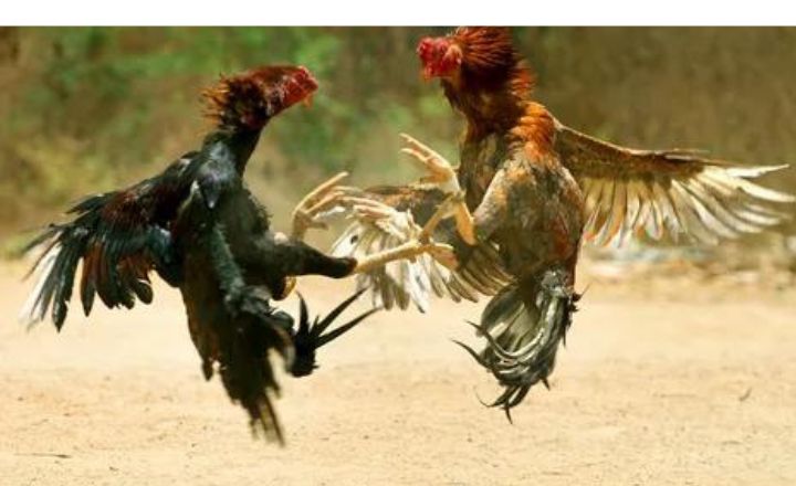 How Much Does a Rooster Cost