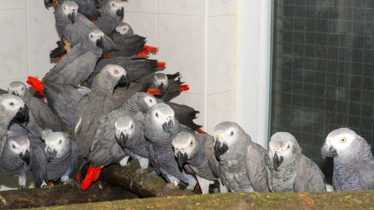 How Much Does an African Gray Parrot Cost