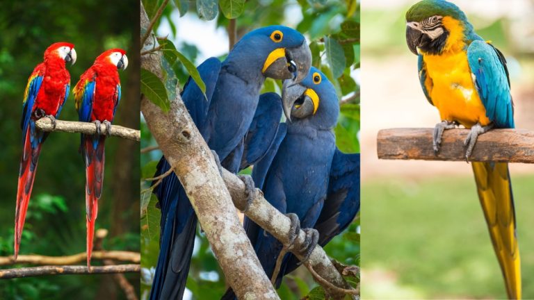 How Much is a Macaw Parrot?